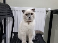 6 aylık blue point scottish fold
