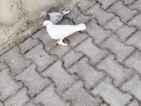 Takım 2 Adet De Yavrusu Oyunlu Anne Baba Güvercin