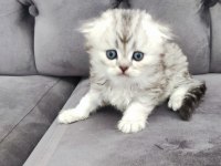 Scottish fold longhair erkek yuva arıyor