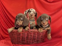 Son Gözdesi Egzotik Görüntüsü Dachshund Sosis