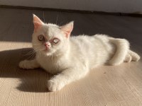 BRİTİSH SHORTHAİR ERKEK YAVRU