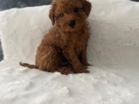 Toy Poodle Erkek 50 Günlük