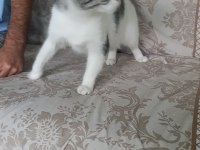 Kedime acil yuva arıyorum