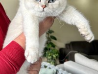 Muhteşem safkan british shorthair çocuklar