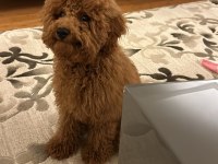 TOY POODLE 6 AYLIK ERKEK