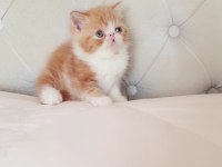 Exotic shorthair bebişler