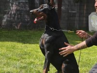 FCI Şecereli Muhteşem Doberman Yavrular