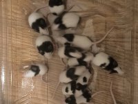 Panda Mice
