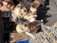 Maltipoo yavrularımız
