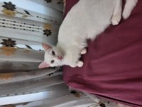 Dişi british shorthair kısır değil