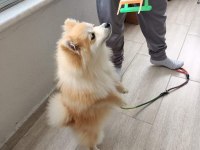 4 Aylık dişi eğitimli adı şila spitz