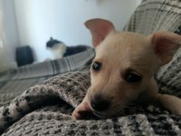 Chihuahua Yavru Köpeğimiz