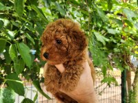 A kalite toy poodle yavrularımız