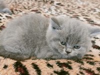 British longhair kedimiz 1,5 aylık