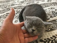 British shorthair kedimiz uygundur