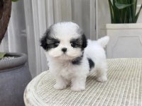 A Kalite Dişi ve Erkek Shih Tzu Bebeklerimiz