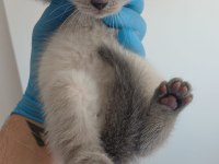 Boncuk gözlü scottish fold bebekler teslime hazır