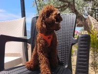 Toy poodle yavrularımız 8 aylık