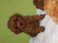 Kore bebekler 2 erkek bir dişi poodle