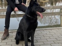 3 Yaşında Solid Black Alman Çoban Köpeği