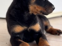 ROTTWEİLER VARSA DAHA İYİSİ O DA ANNESİ