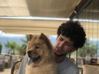 Chow chow Çin aslanı