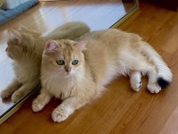 Şecereli British Shorthair yetişkin dişi