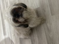Çok Uysal Çok Akıllı Dişi Shih Tzu