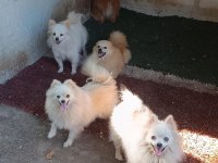 Pomerianan Yetişkin Dişiler