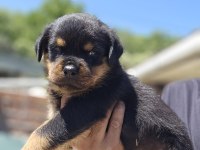 Şecereli ve şeceresiz muhteşem Irk rottweiler