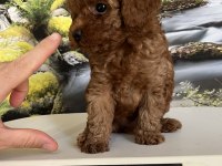 Çok Tatlı, Teacup Poodle Yavrusu