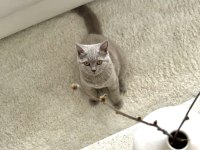 SAFKAN BRITISH SHORTHAIR