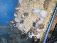 Yavru hamster