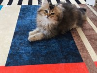British longhair golden black