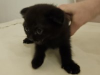 Sahibinden siyah scottish fold