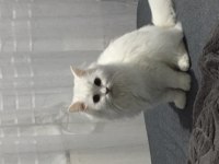 Kedimiz Pamuğa aile arıyoruz