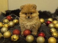 Orijinal pomeranian boo bebeğimiz