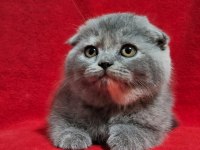 Muhteşem scottish fold bebekler