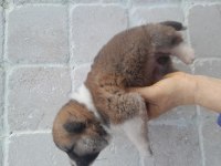 Akita Dişi Hachiko