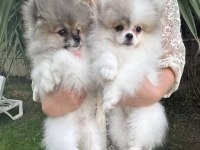 Pomeranian Boo Tea Cup Disi Küçük Boy
