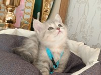 Anne baba scrli top kafa british shorthair kar beyaz yavrula