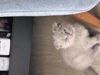 3 aylık scottish fold yavrularım