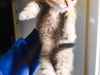 Scottish fold longhair kırık kulak