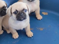 Pug yavrumuz
