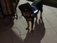 1 yaşında rottweiler dişi