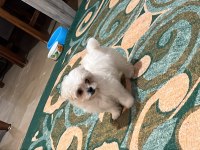 Sıfır numara maltese terrier