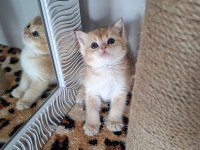 Safkan british shorthair golden bebekler