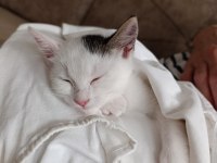 PRENSES KEDİMİZİN ŞANSI DÖNSÜN