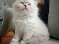 Scottish Fold Erkek Kedimiz Muhteşem Bir Şey