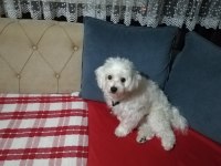 2 yaşında sıfır beden erkek Terrier